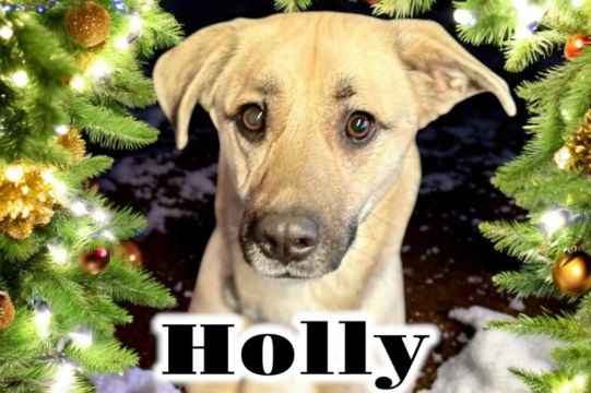 Holly4.jpg