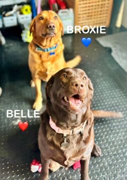 Broxie and Belle One.jpg